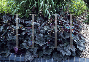 Picture of Heuchera americana 'Montrose Ruby'