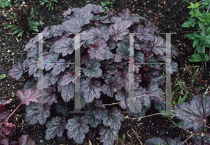 Picture of Heuchera  'Plum Pudding'