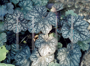 Picture of Heuchera americana 'Velvet Night'