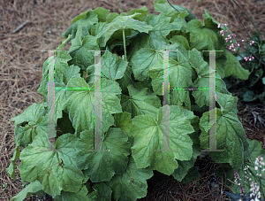 Picture of Heuchera villosa 'Autumn Bride'