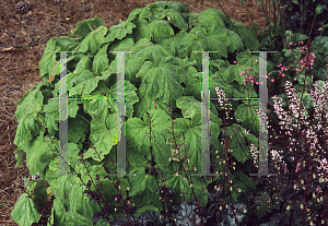 Picture of Heuchera villosa 'Autumn Bride'