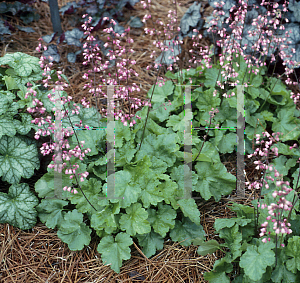 Picture of Heuchera  'Winter Red'