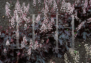 Picture of X Heucherella  'Burnished Bronze'