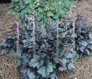 Picture of X Heucherella  'Quicksilver'