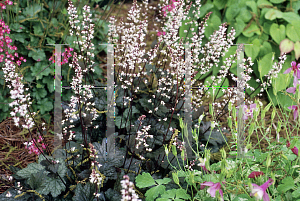 Picture of X Heucherella  'Quicksilver'