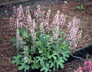 Picture of X Heucherella  'Viking Ship'