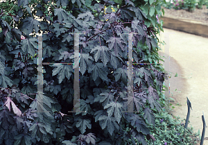 Picture of Hibiscus acetosella 