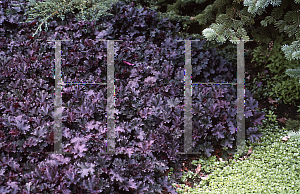 Picture of Heuchera  'Purple Petticoats'