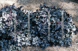 Picture of Heuchera  'Purple Sails'