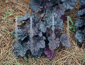 Picture of Heuchera americana 'Persian Carpet'