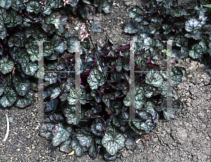 Picture of Heuchera  'Pewter Moon'