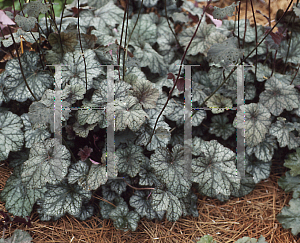 Picture of Heuchera americana 'Pewter Veil'