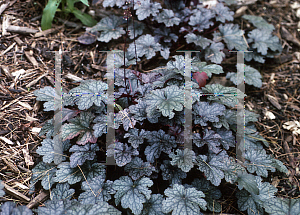 Picture of Heuchera  'Plum Pudding'