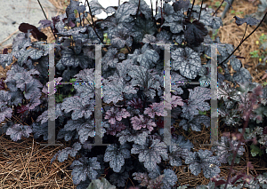 Picture of Heuchera  'Plum Pudding'