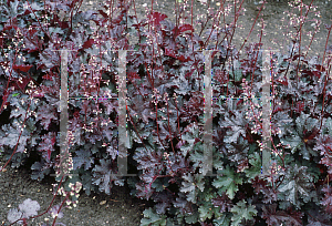 Picture of Heuchera  'Purple Petticoats'