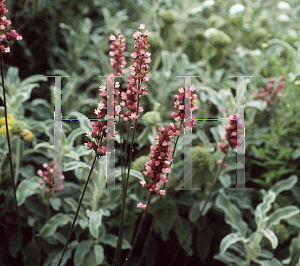 Picture of Heuchera  'Raspberry Regal'