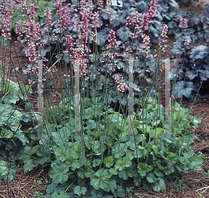 Picture of Heuchera  'Raspberry Regal'