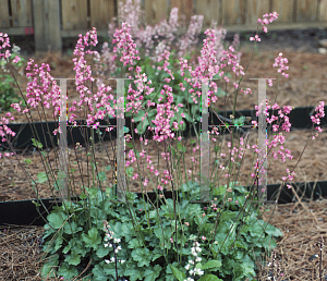 Picture of Heuchera  'Rosemary Bloom'