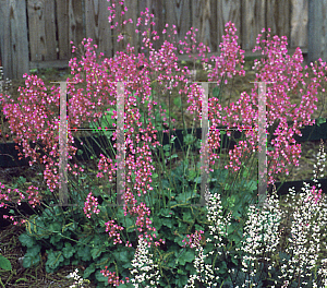 Picture of Heuchera  'Rosemary Bloom'