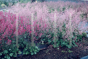 Picture of Heuchera  'Rosata'