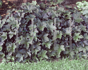 Picture of Heuchera  'Royal Red'