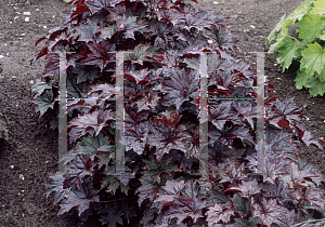 Picture of Heuchera  'Royal Red'