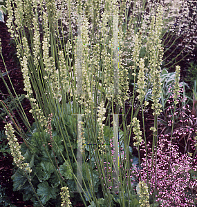 Picture of Heuchera  'Shamrock'