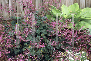 Picture of Heuchera  'Silver Spangles'