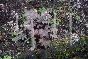 Picture of Heuchera  'Silver Streak'