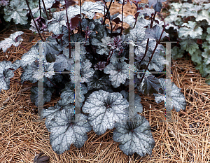 Picture of Heuchera  'Silver Shadows'