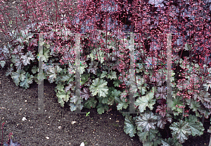 Picture of Heuchera  'Smokey Rose'