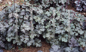 Picture of Heuchera  'Smokey Rose'