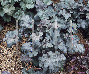 Picture of Heuchera  'Stormy Seas'