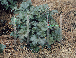 Picture of Heuchera  'Whirlwind'