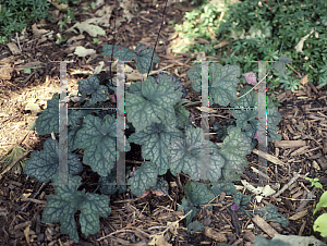 Picture of Heuchera americana 'Velvet Night'