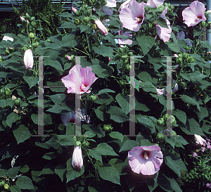 Picture of Hibiscus moscheutos 'Disco Belle Pink'