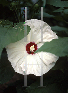 Picture of Hibiscus  'Hello Yellow'