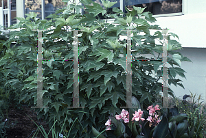 Picture of Hibiscus lasiocarpus 