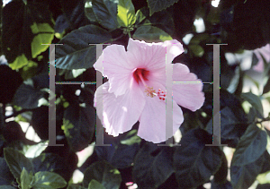 Picture of Hibiscus moscheutos 