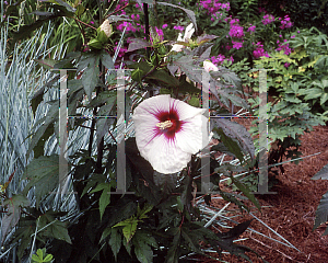 Picture of Hibiscus  'Kopper King'