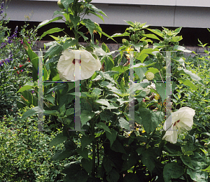 Picture of Hibiscus  'Old Yella'