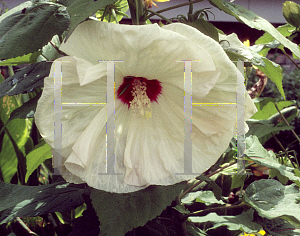 Picture of Hibiscus  'Old Yella'