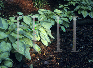 Picture of Hosta  'Bright Lights'