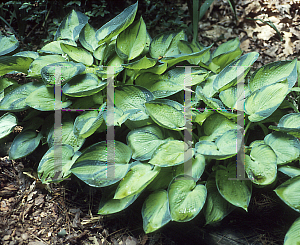 Picture of Hosta  'Bright Lights'