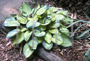 Picture of Hosta  'Bright Lights'