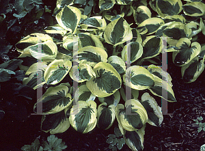 Picture of Hosta  'Brim Cup'