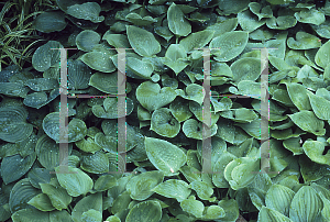 Picture of Hosta  'Candy Hearts'