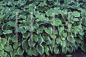 Picture of Hosta decorata 