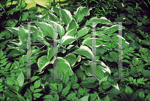 Picture of Hosta  'Ellerbroek'