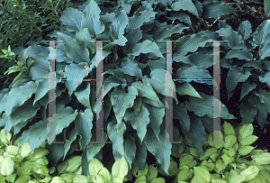 Picture of Hosta  'Elvis Lives'